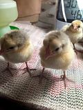  photo SSh chicks May 2015_zpsysfuomqe.jpg